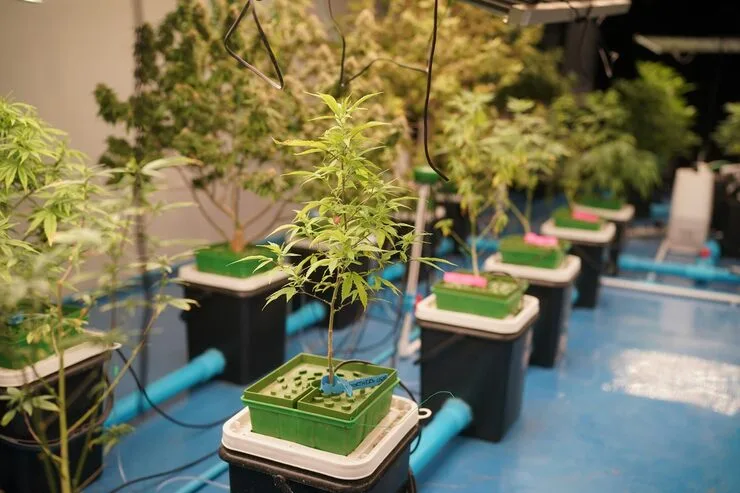 Flooring for NYC Cannabis Grow Facilities: Moisture, Chemicals & Compliance
